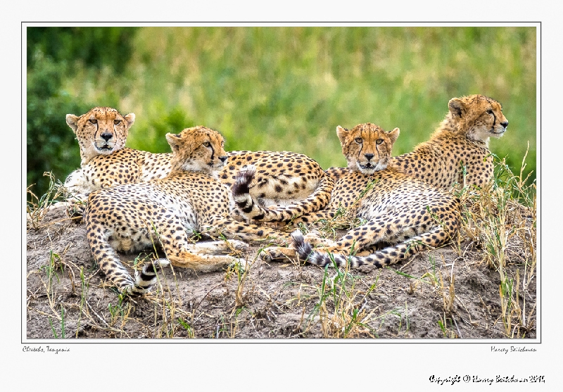 Cheetahs resting_HBB2873_Gallery Print.jpg